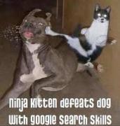 Ninja cat.jpg